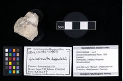 Foto (Objekt + Etikett) von Goniodromites bidentatus (Reuss, 1859)  (NHMW-GEO-2014-0194-0994)